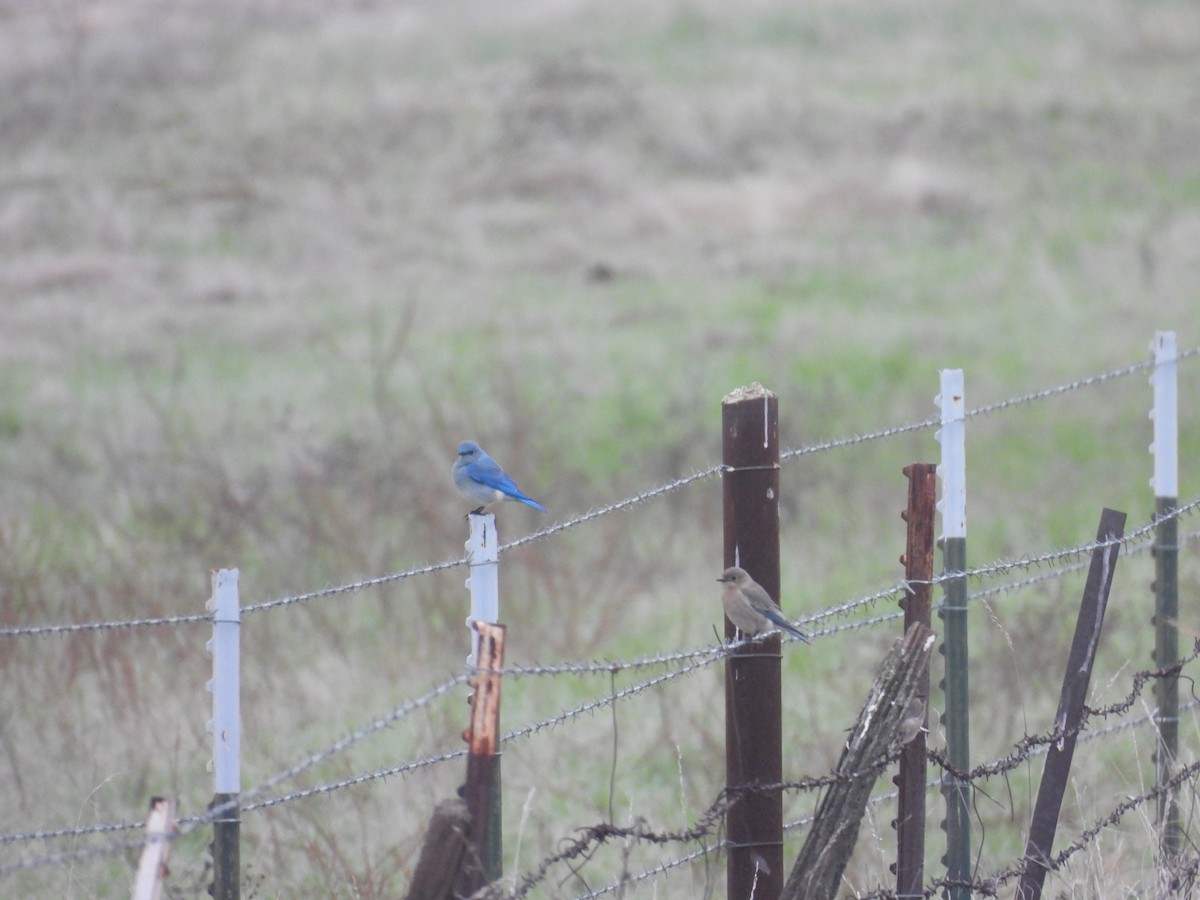 Mountain Bluebird - ML646818485