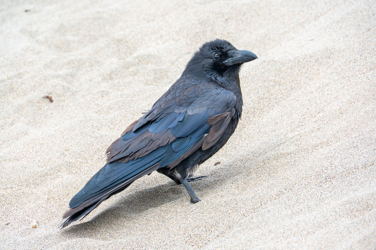 Corvo imperiale - ML646818486