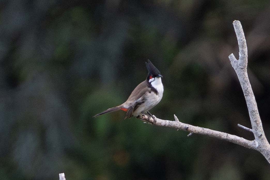 Red-whiskered Bulbul - ML646818487