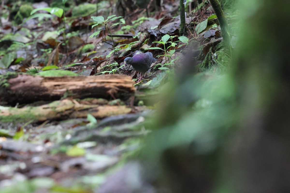 White-fronted Quail-Dove - ML646818489