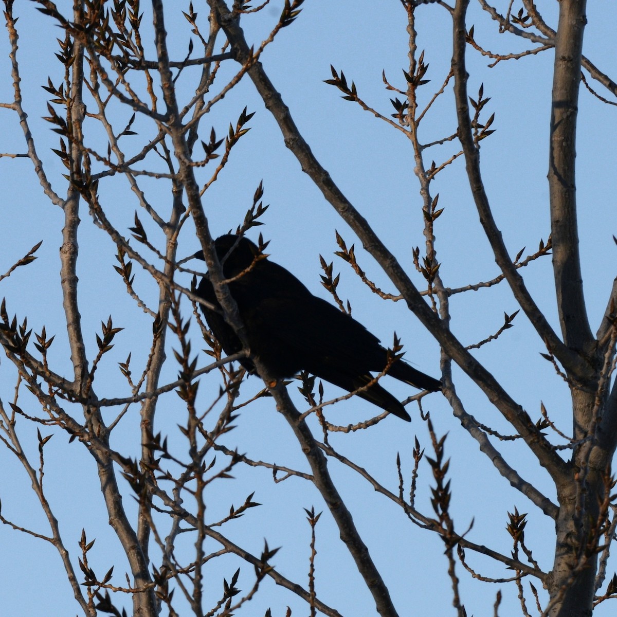 American Crow - ML646818490