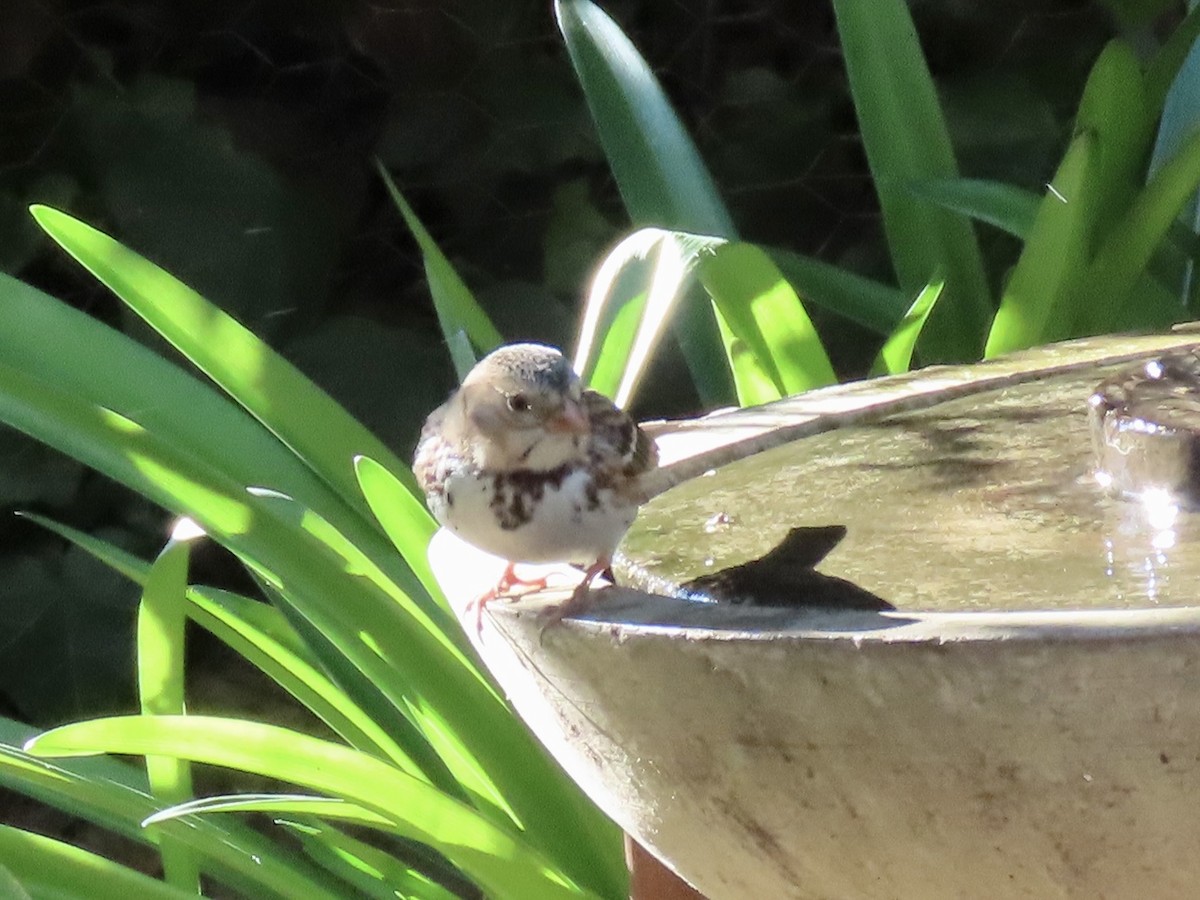 Harris's Sparrow - ML646818492