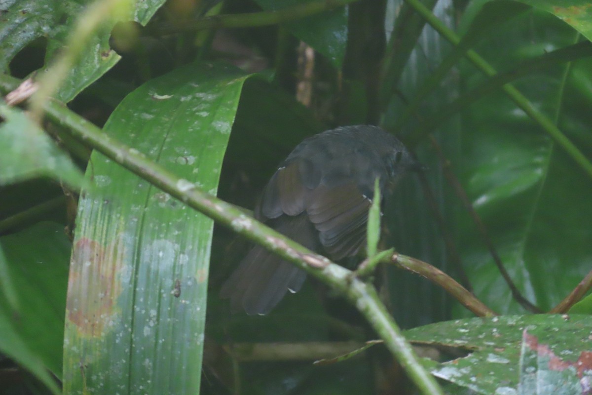 Parker's Antbird - ML646818493