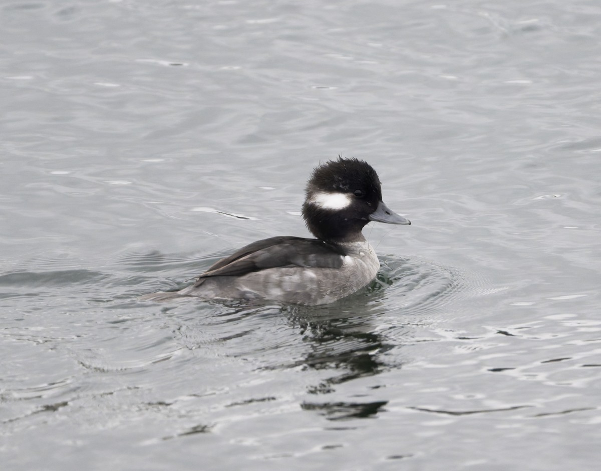 Bufflehead - ML646818498
