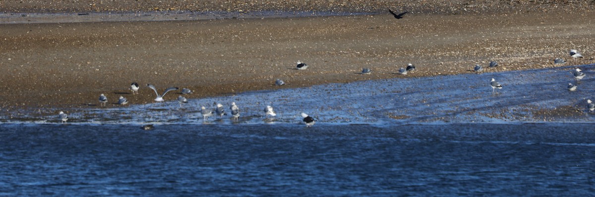 Great Black-backed Gull - ML646818500