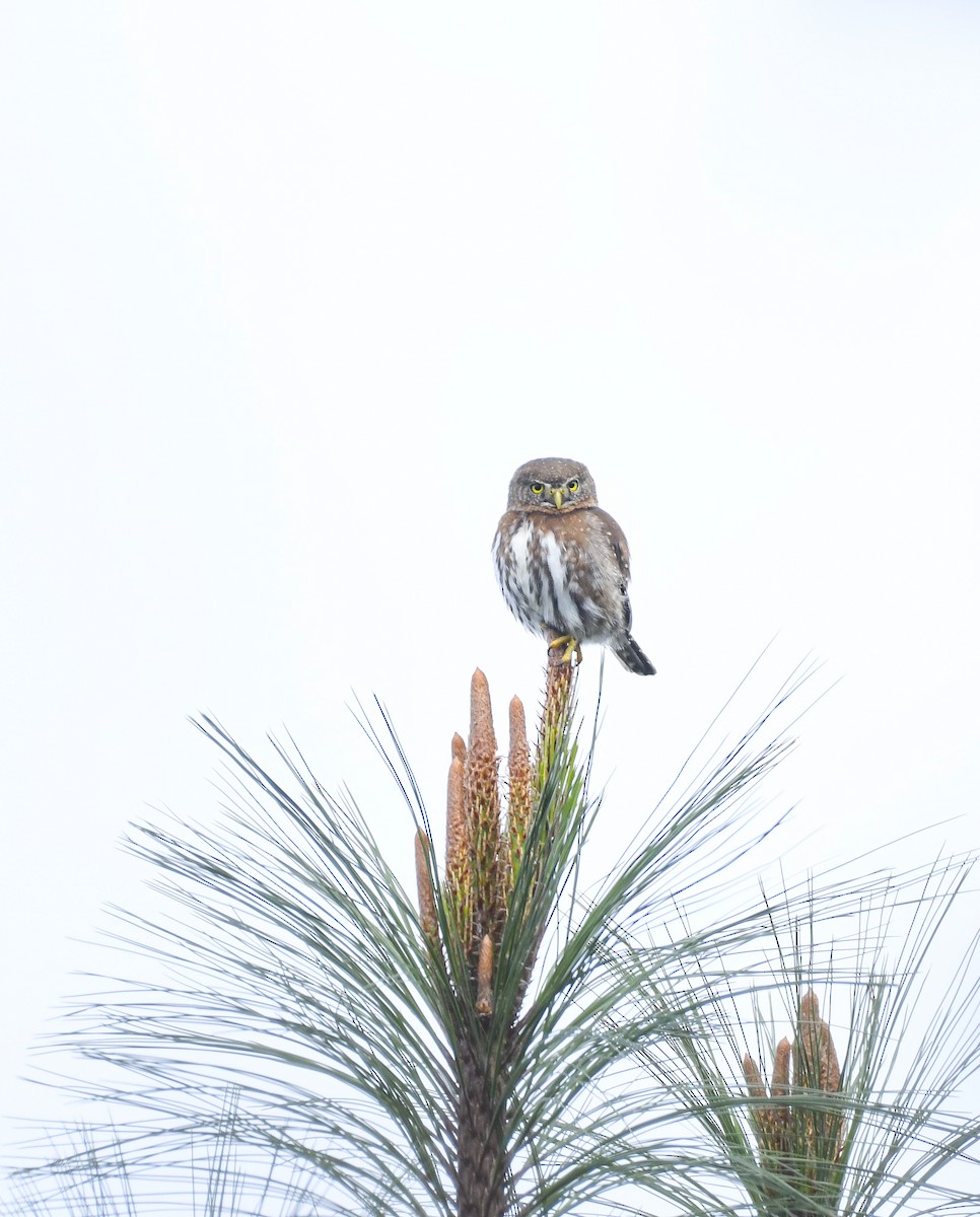 Northern Pygmy-Owl (Guatemalan) - ML646818507