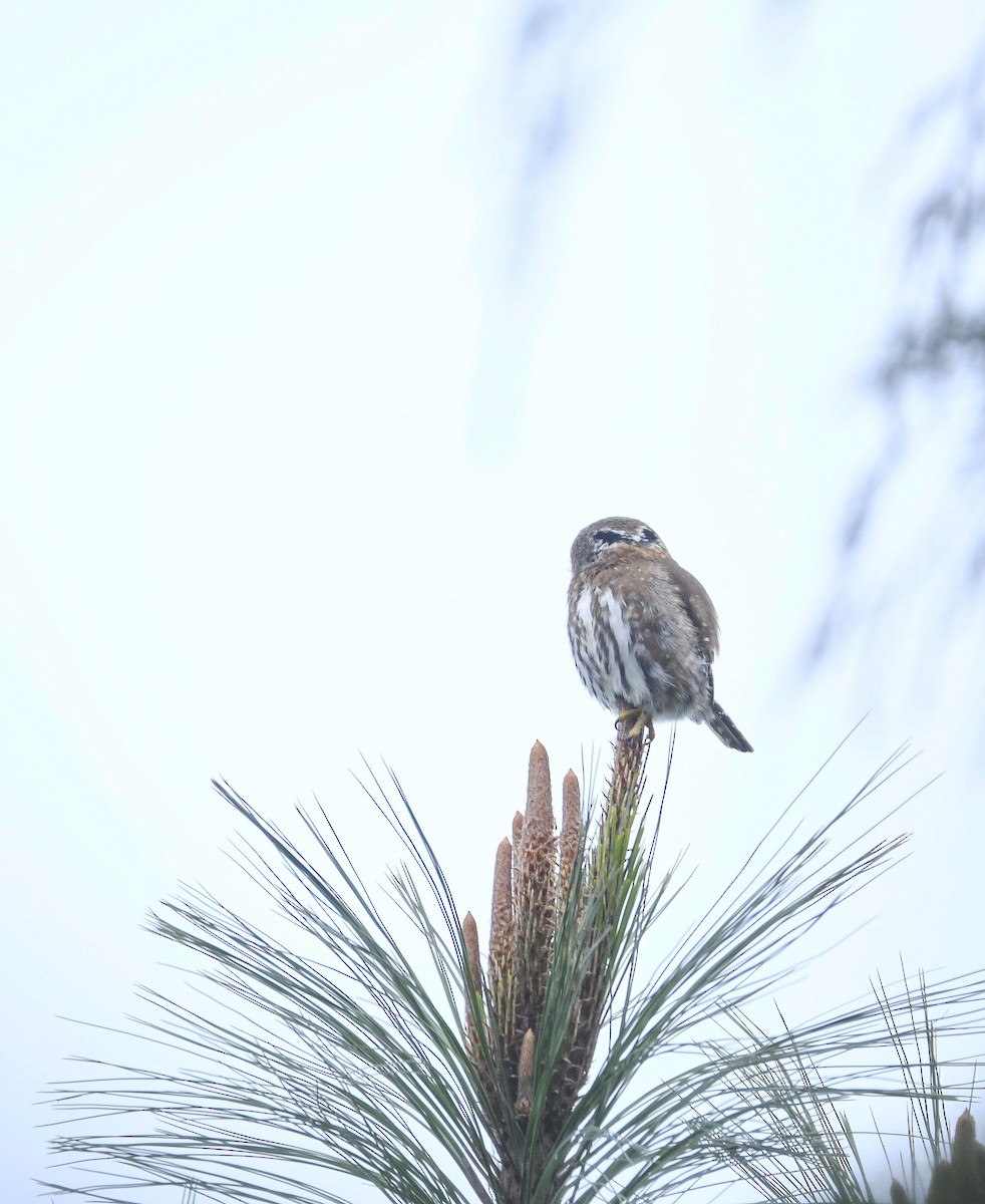 Northern Pygmy-Owl (Guatemalan) - ML646818508