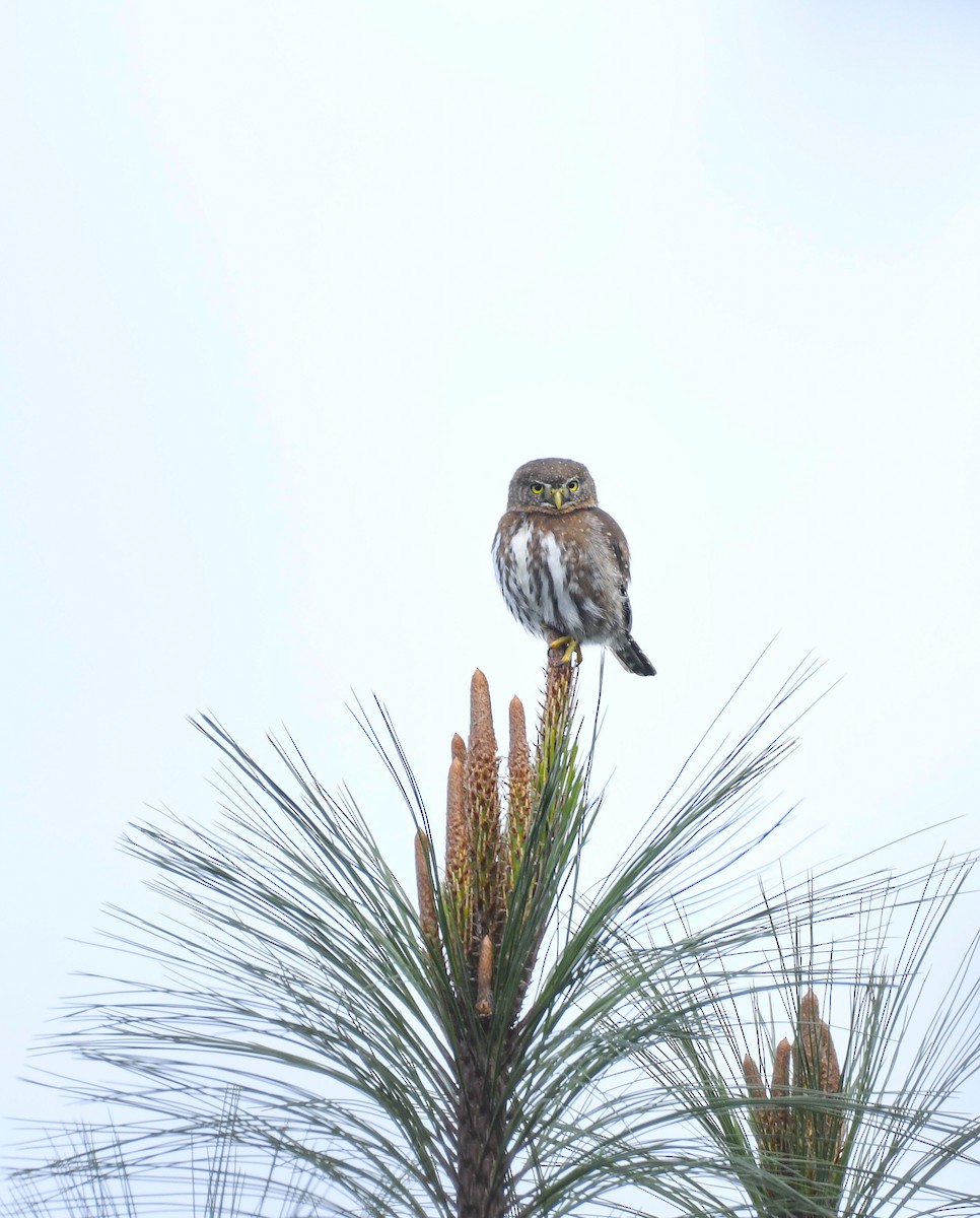 Northern Pygmy-Owl (Guatemalan) - ML646818509