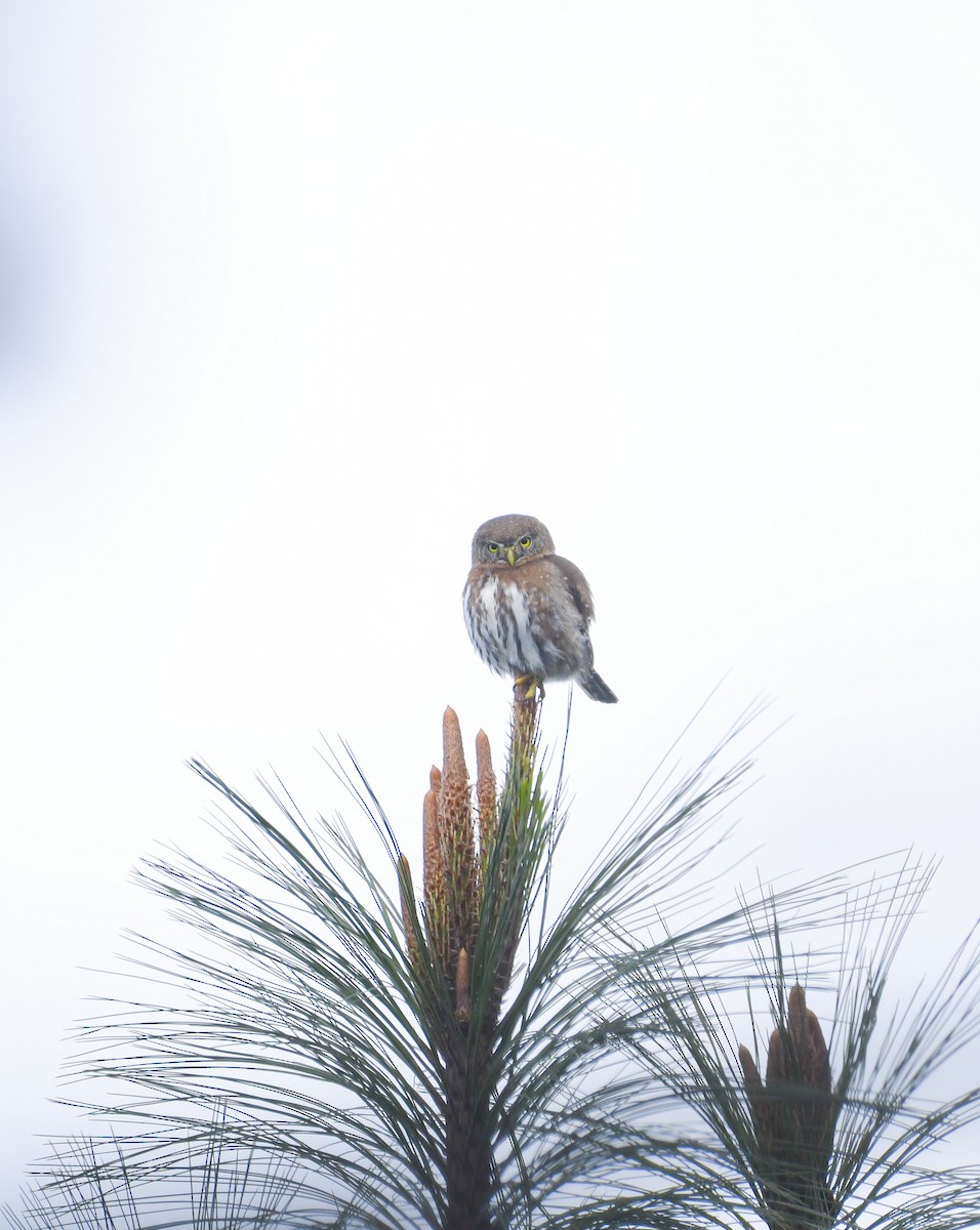 Northern Pygmy-Owl (Guatemalan) - ML646818510