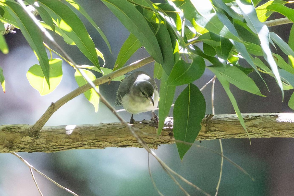 Oahu Amakihi - ML646818511