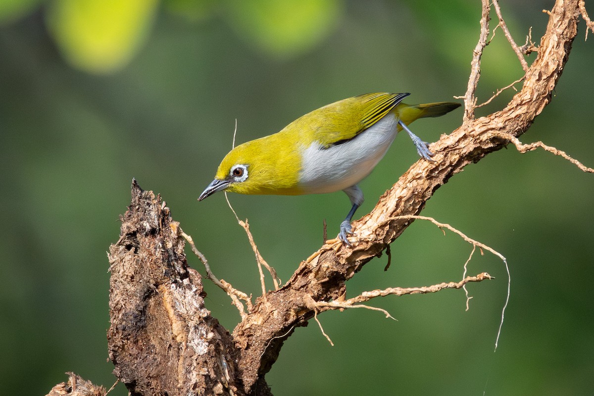 Indian White-eye - ML646818513