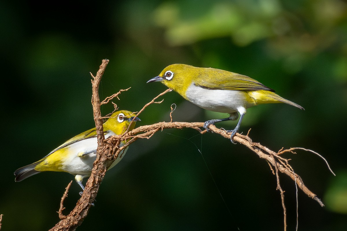 Indian White-eye - ML646818514