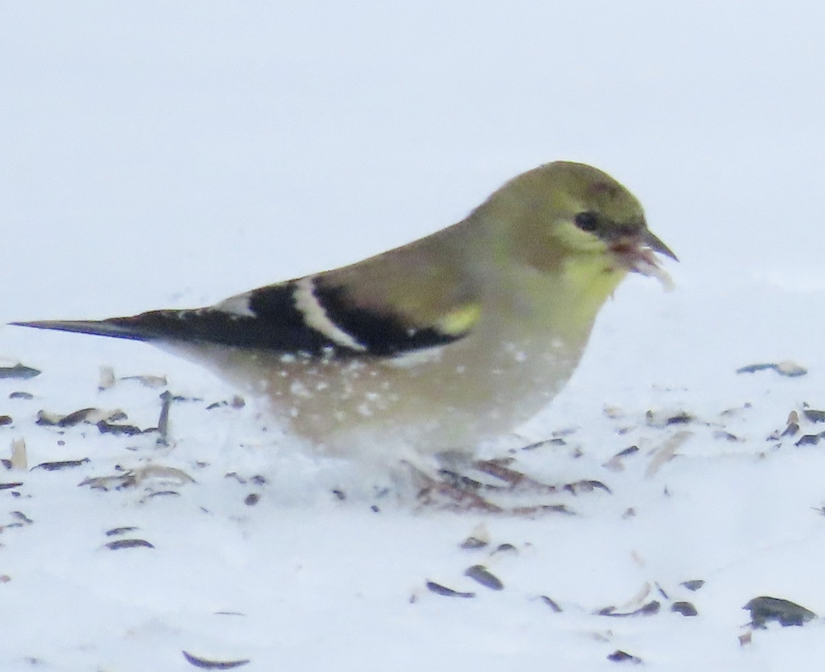 Американский чиж - ML646818515