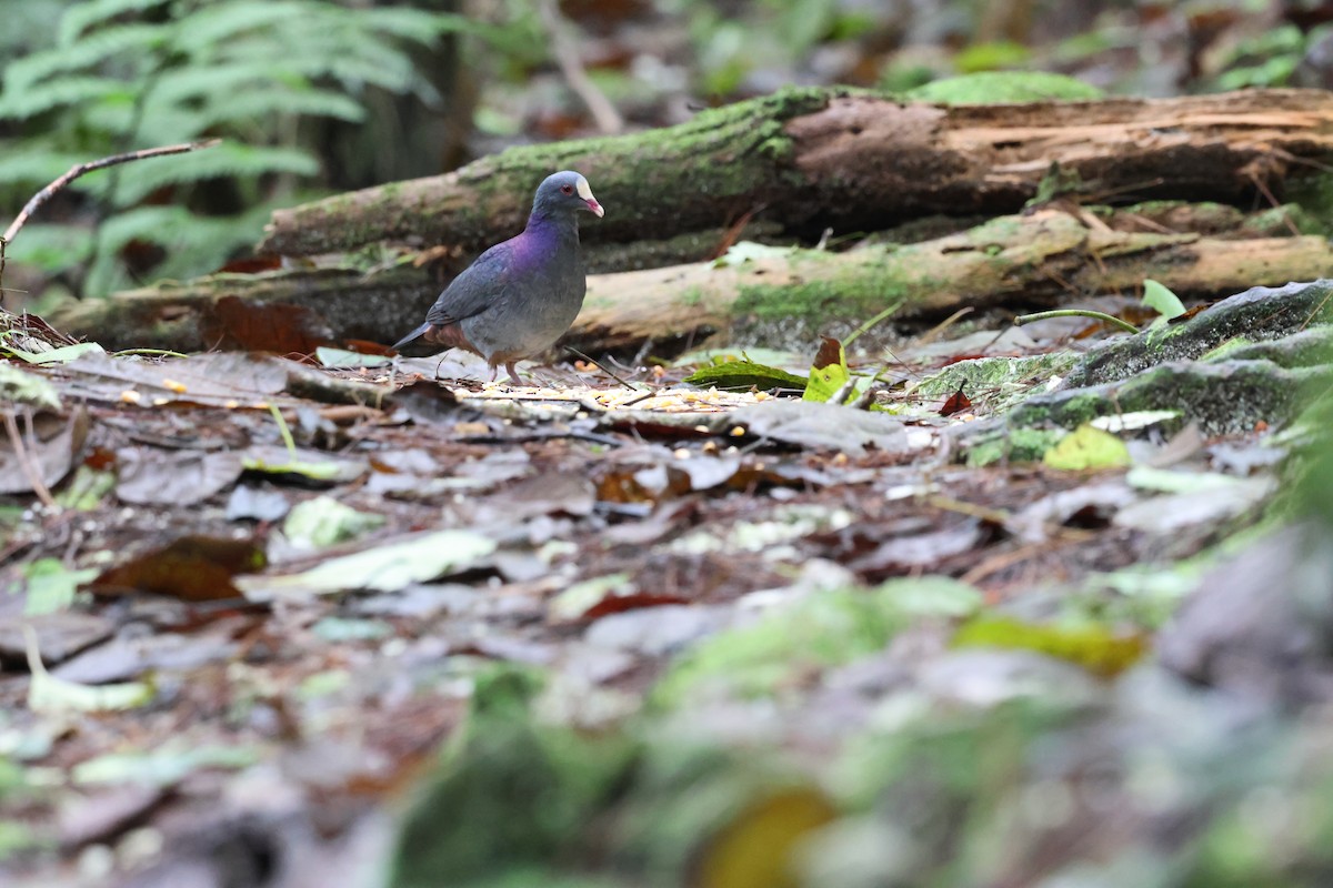 Белолобая перепелиная горлица - ML646818516