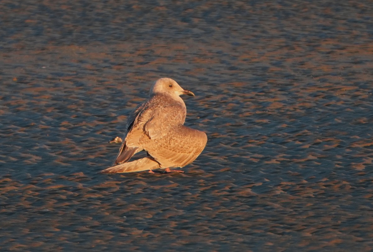Glaucous-winged Gull - ML646818519