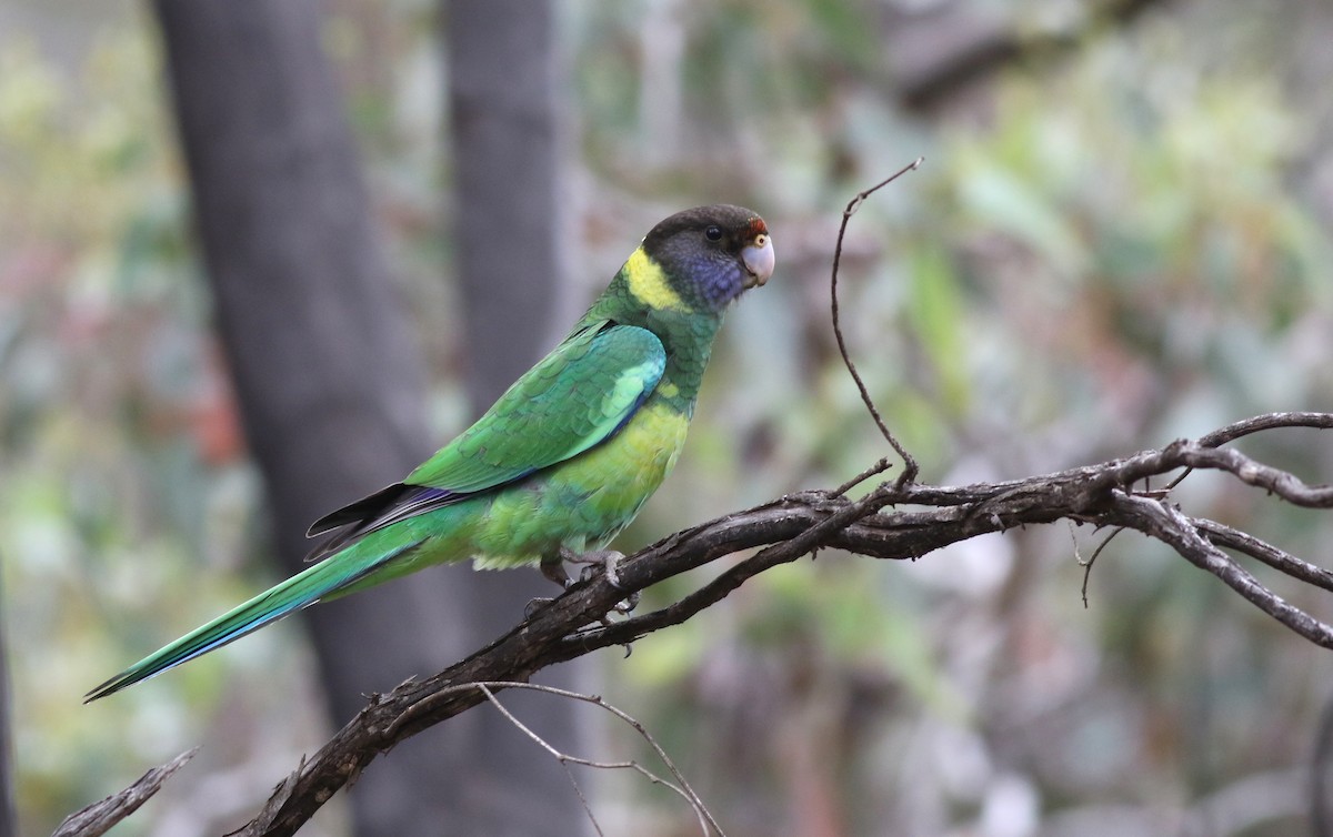 Australian Ringneck - ML646818520
