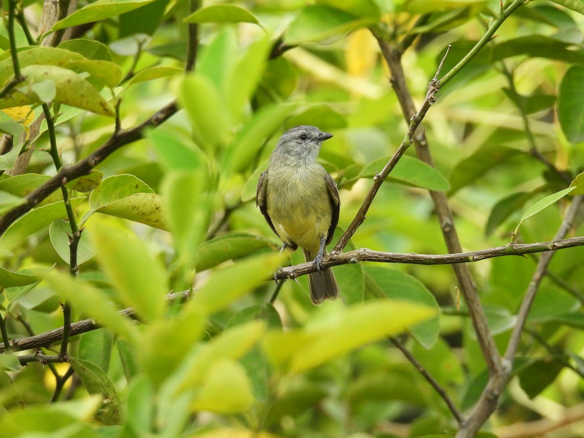 Yellow-crowned Tyrannulet - ML646818521