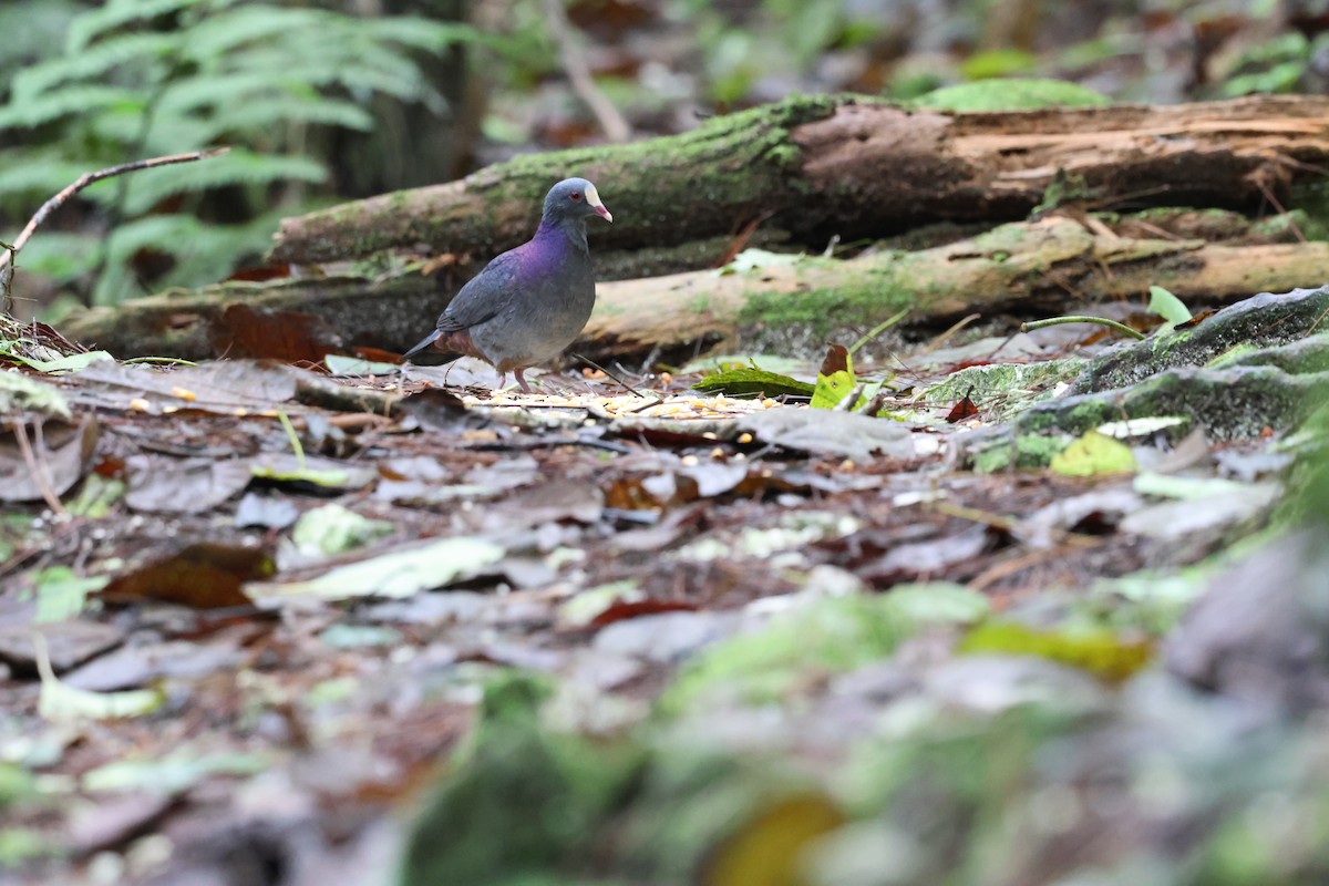 White-fronted Quail-Dove - ML646818522