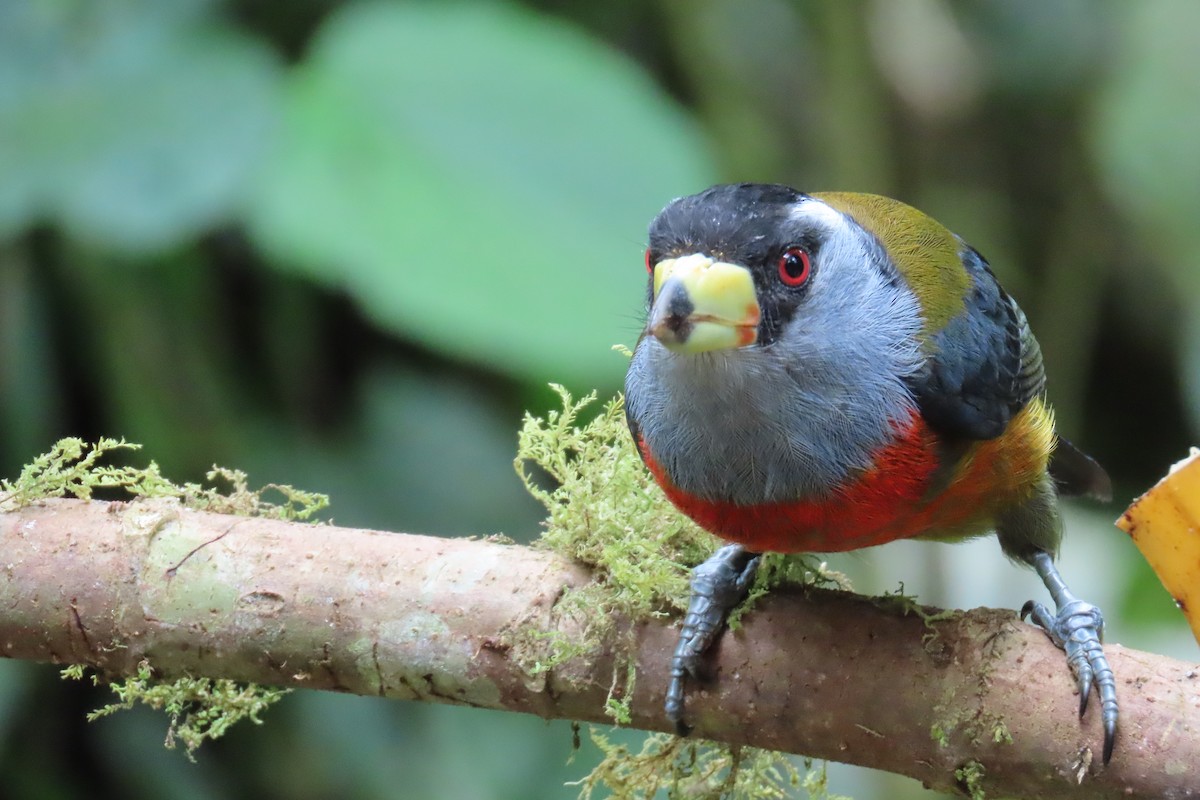Toucan Barbet - ML646818523