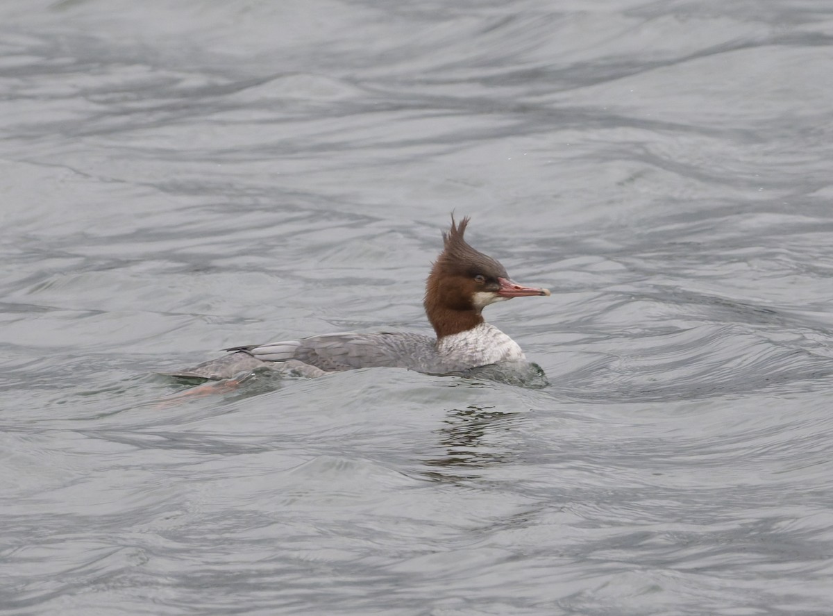 Common Merganser - ML646818524