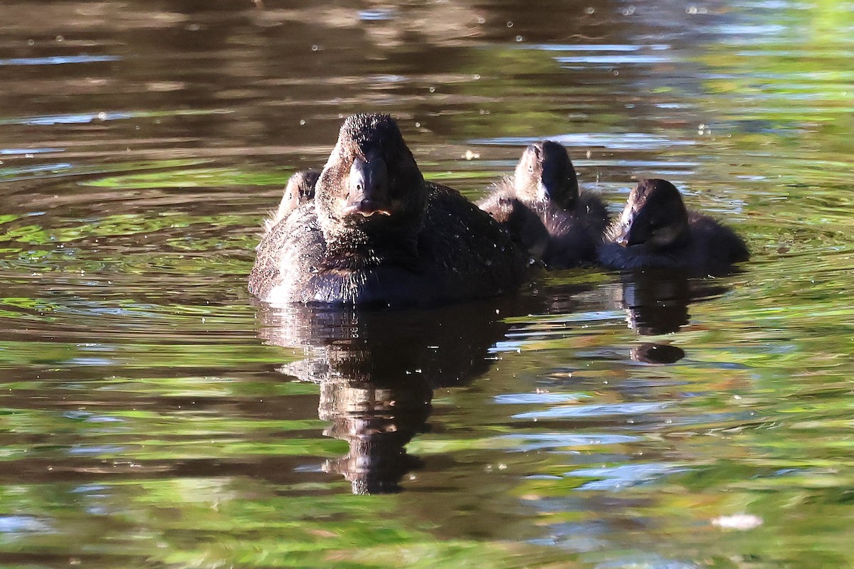 Blue-billed Duck - ML646818525
