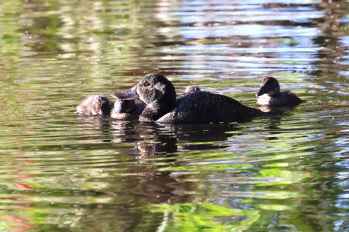 Blue-billed Duck - ML646818526