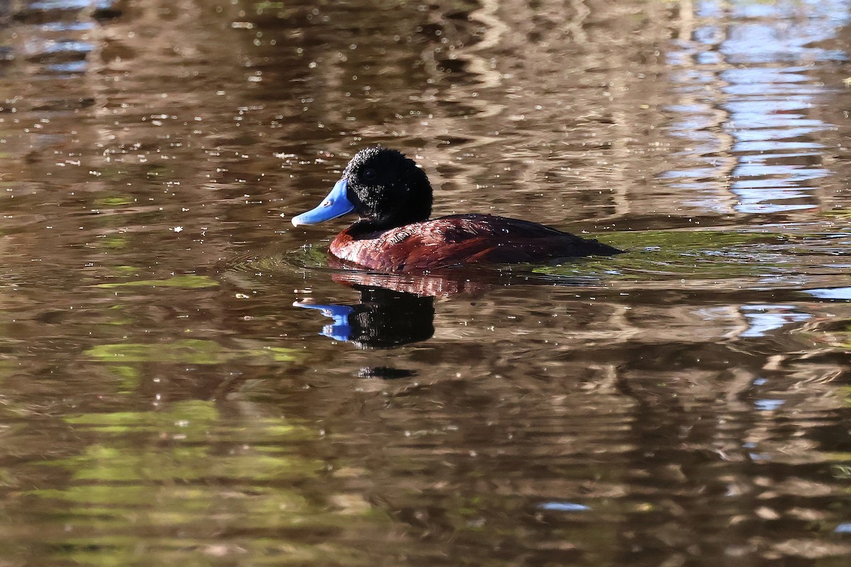 Blue-billed Duck - ML646818527
