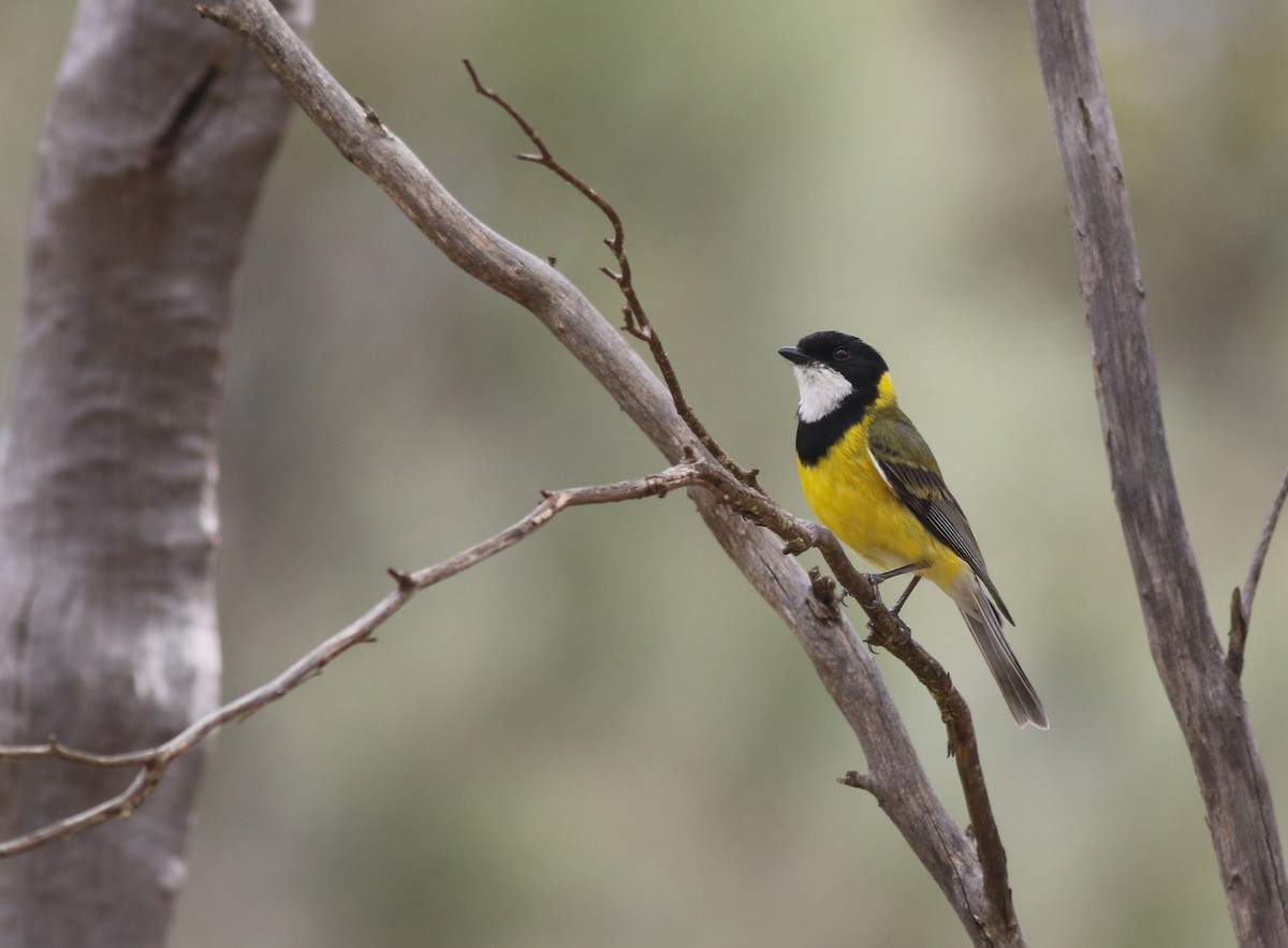 Golden Whistler - ML646818529