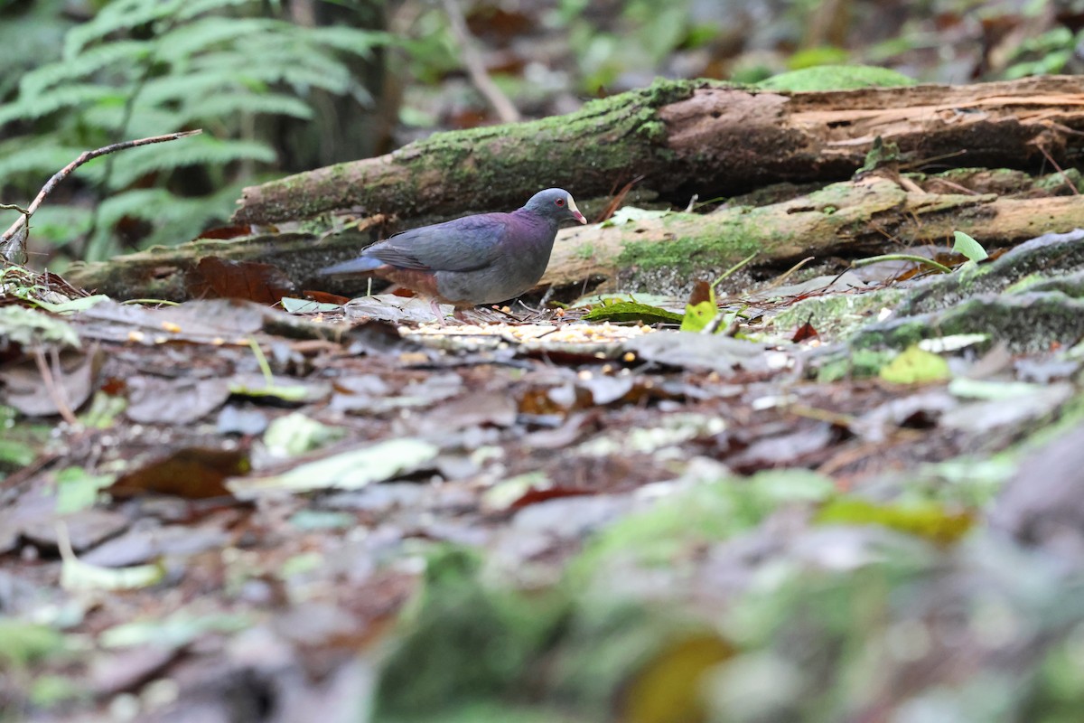White-fronted Quail-Dove - ML646818531