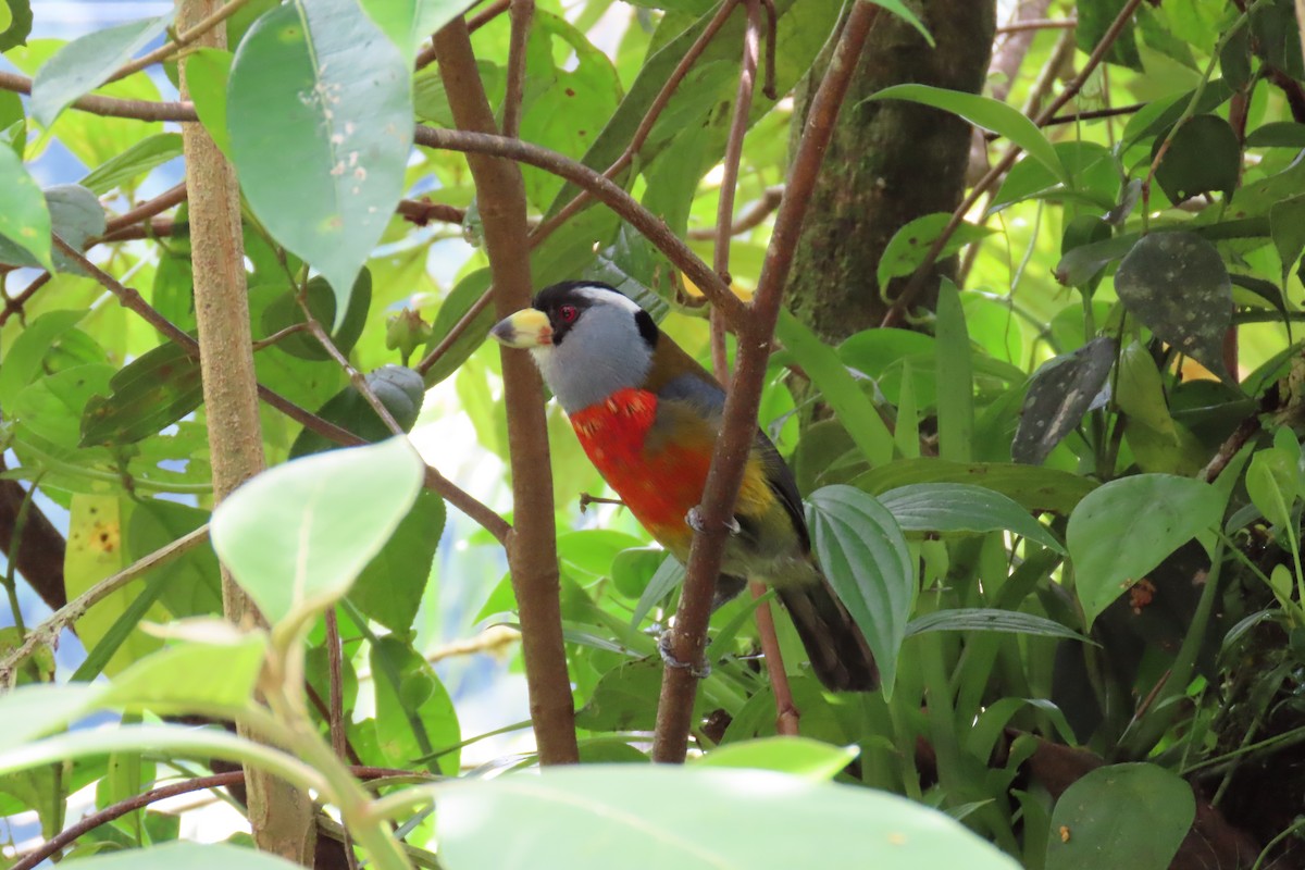 Toucan Barbet - ML646818532
