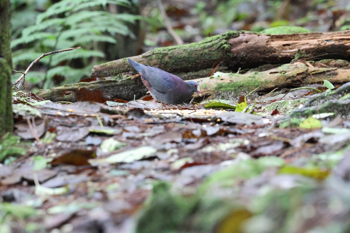 White-fronted Quail-Dove - ML646818534