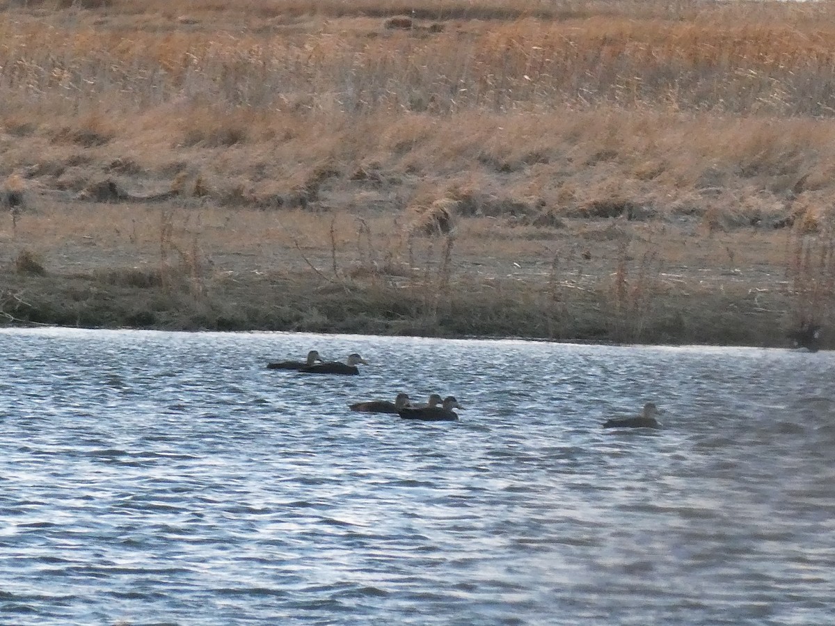 American Black Duck - ML646818535