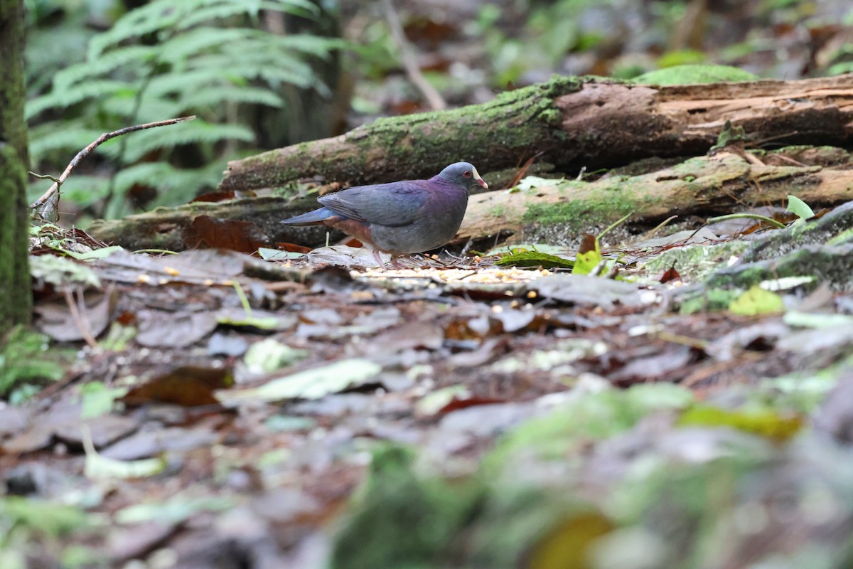 White-fronted Quail-Dove - ML646818537