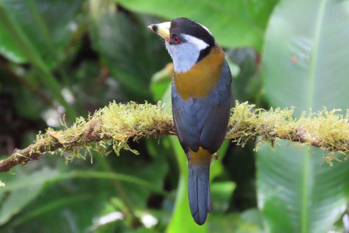Toucan Barbet - ML646818539