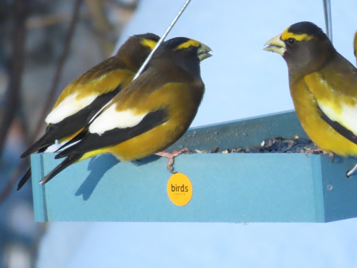 Evening Grosbeak - ML646818540