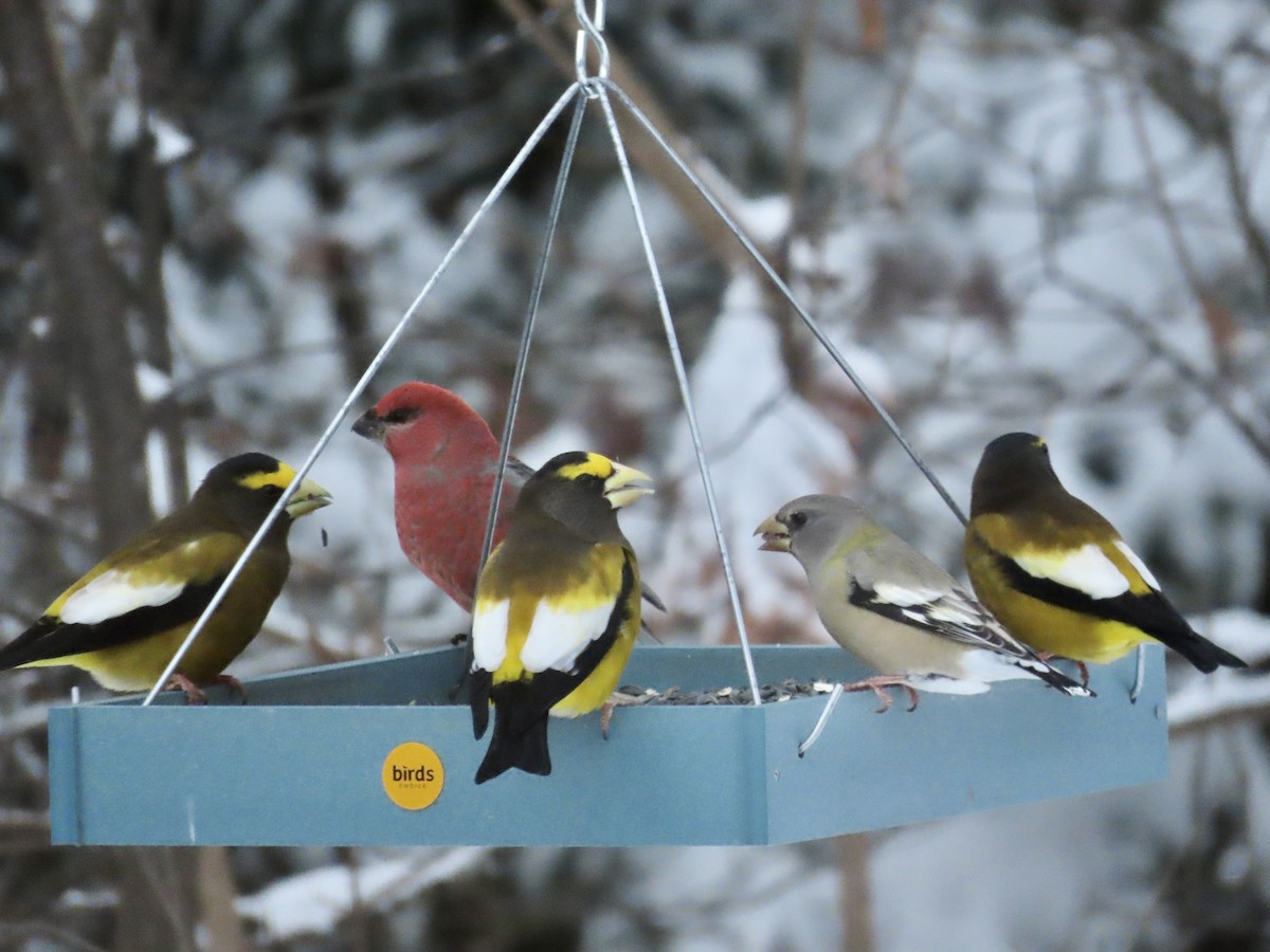 Evening Grosbeak - ML646818541