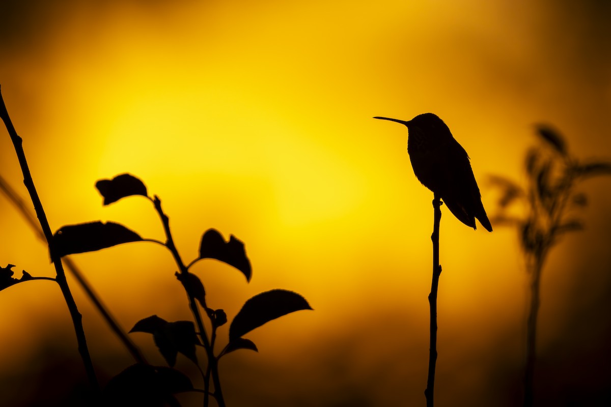 Allen's Hummingbird - ML646818542