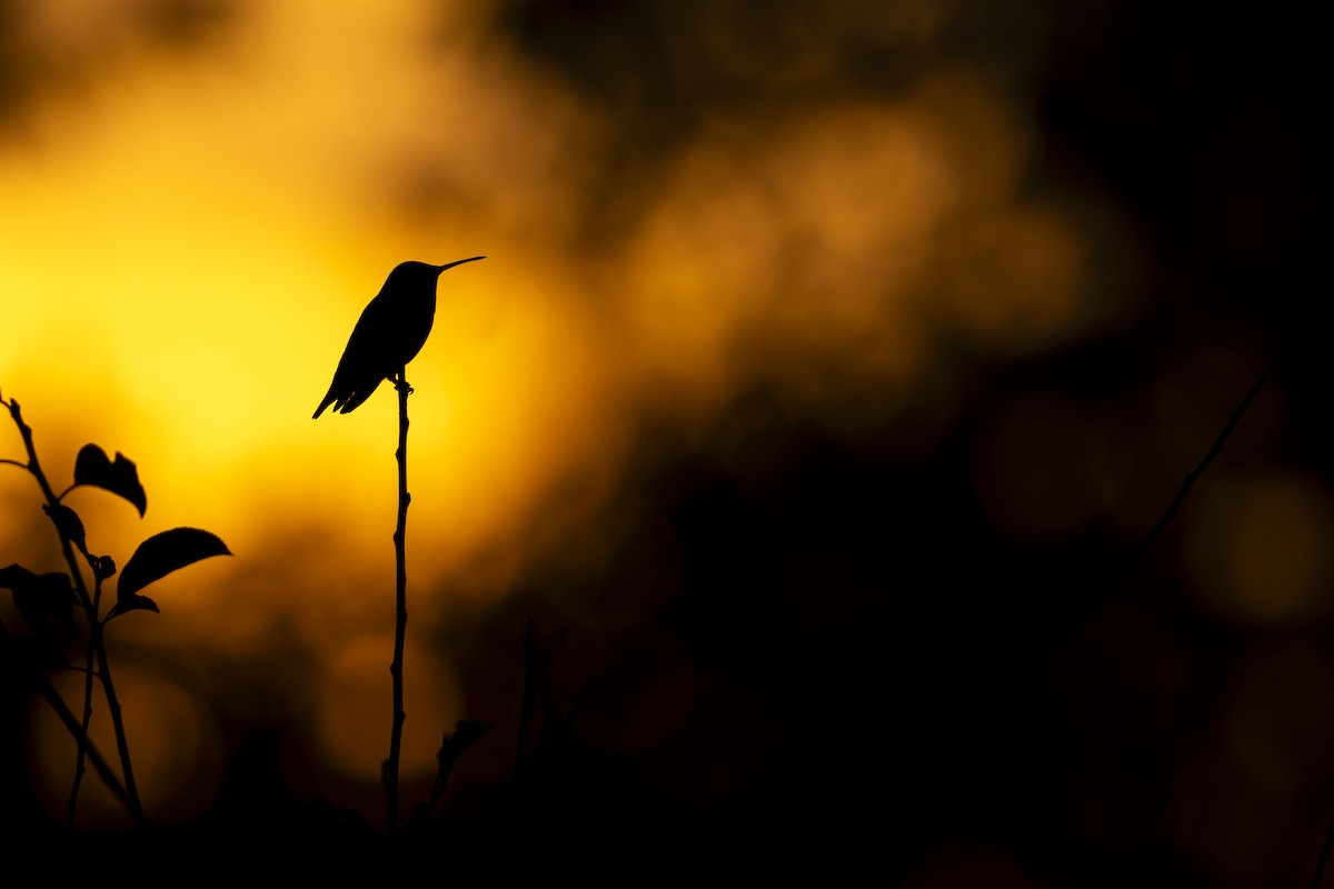 Allen's Hummingbird - ML646818543