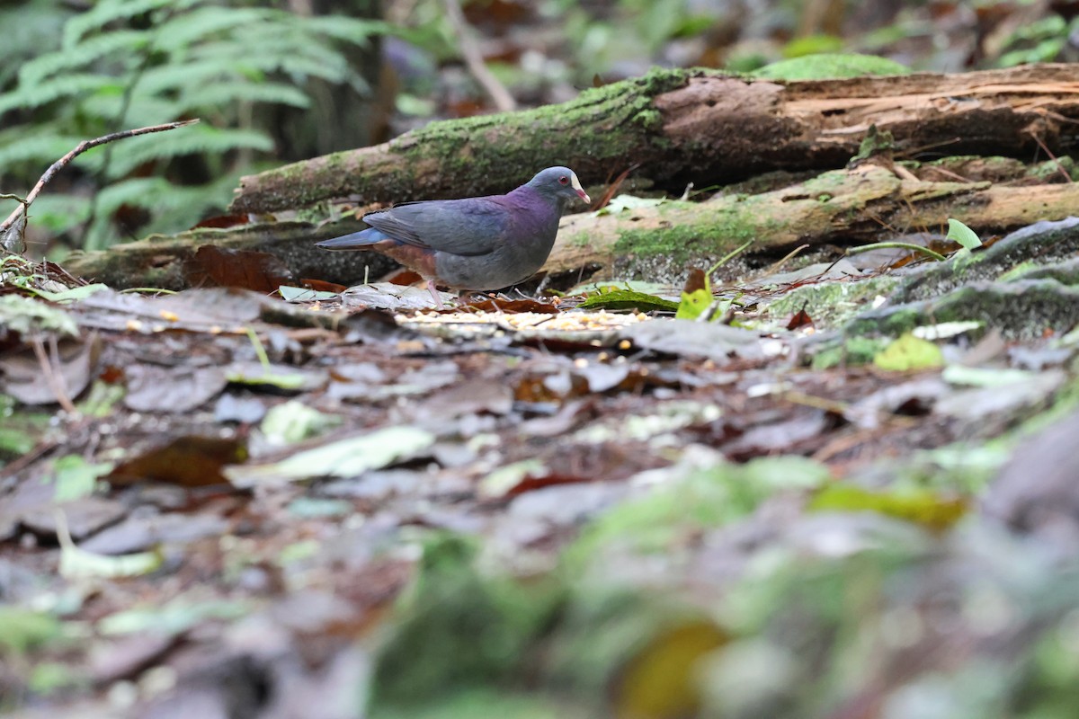 White-fronted Quail-Dove - ML646818545