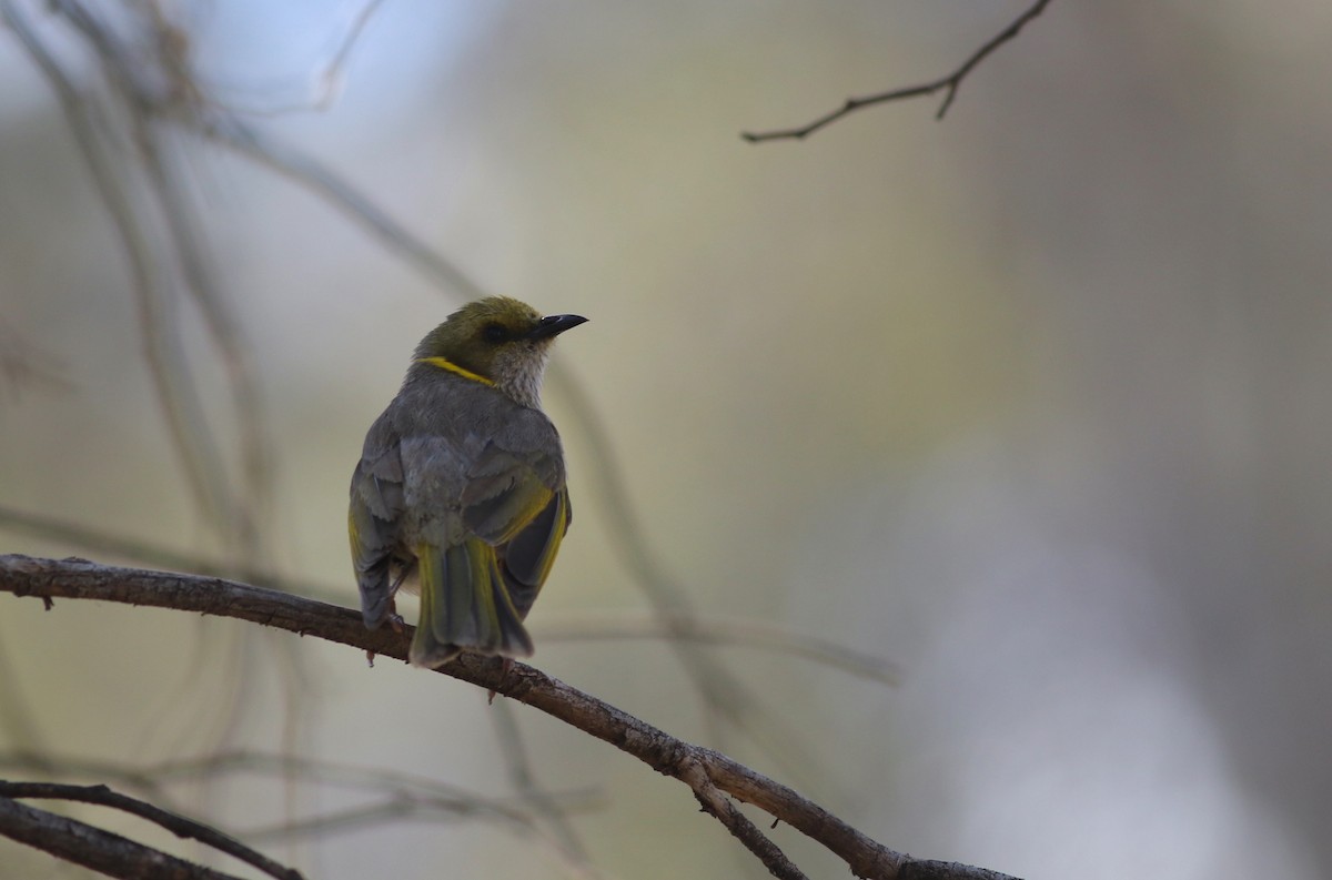 Yellow-plumed Honeyeater - ML646818547