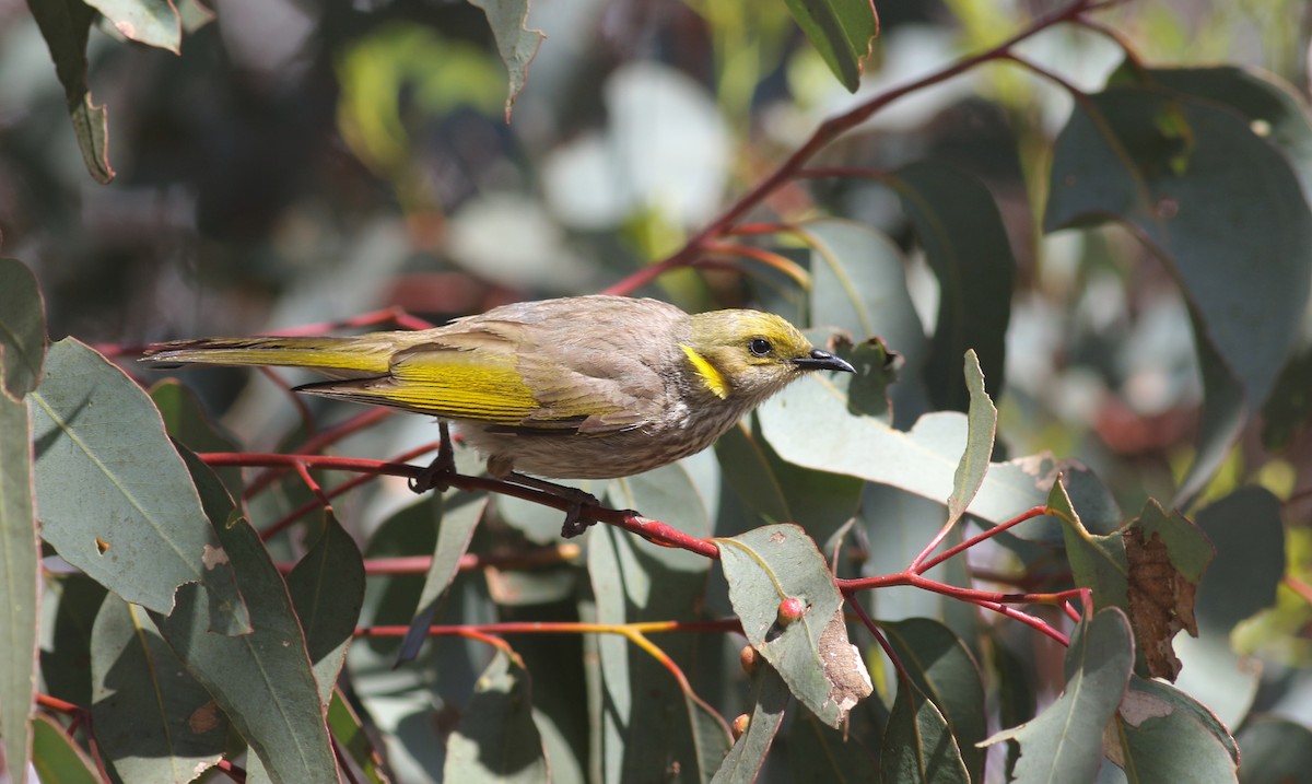 Yellow-plumed Honeyeater - ML646818548