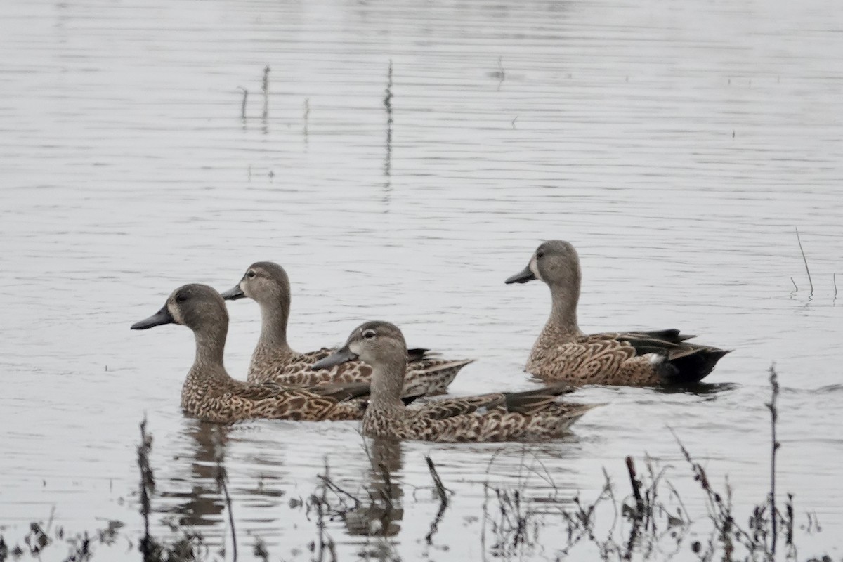 Blue-winged Teal - ML646818550