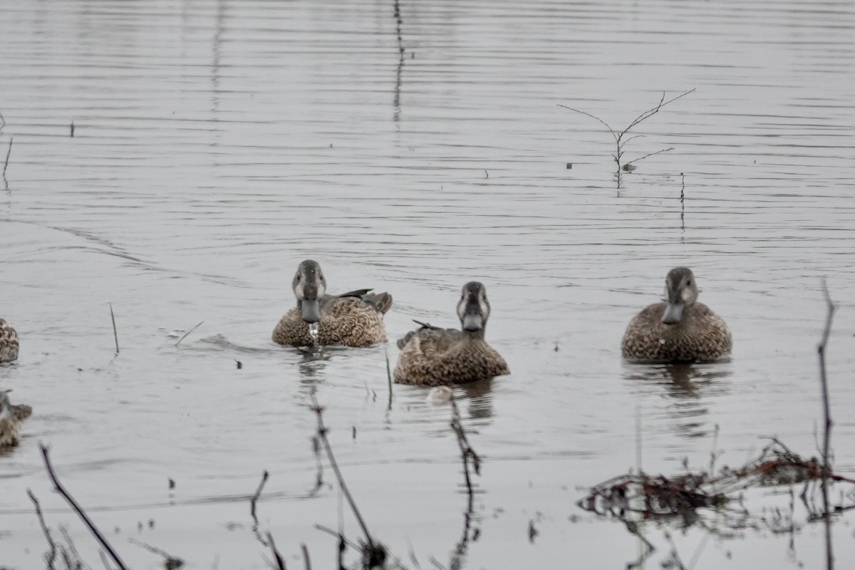 Blue-winged Teal - ML646818551