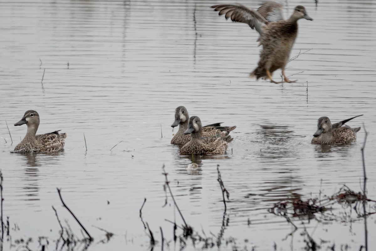 Blue-winged Teal - ML646818552