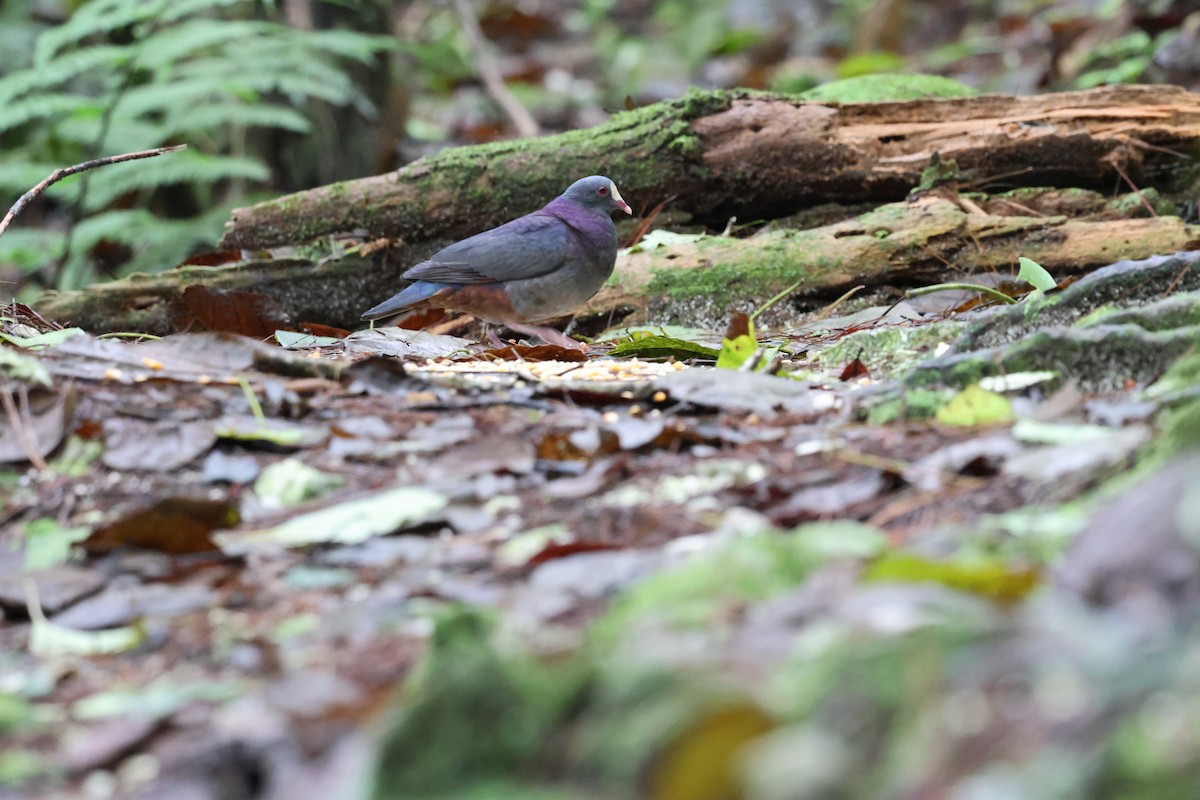 White-fronted Quail-Dove - ML646818553