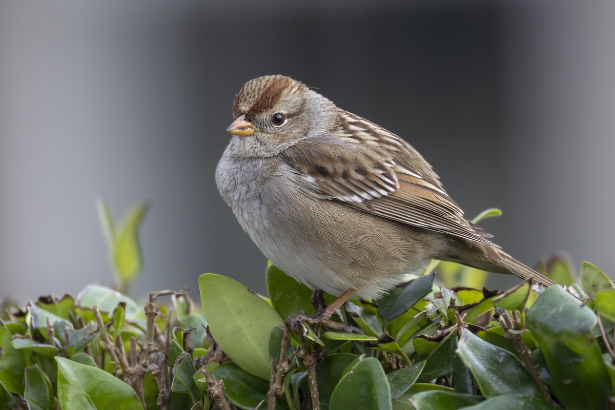 White-crowned Sparrow (Gambel's) - ML646818554