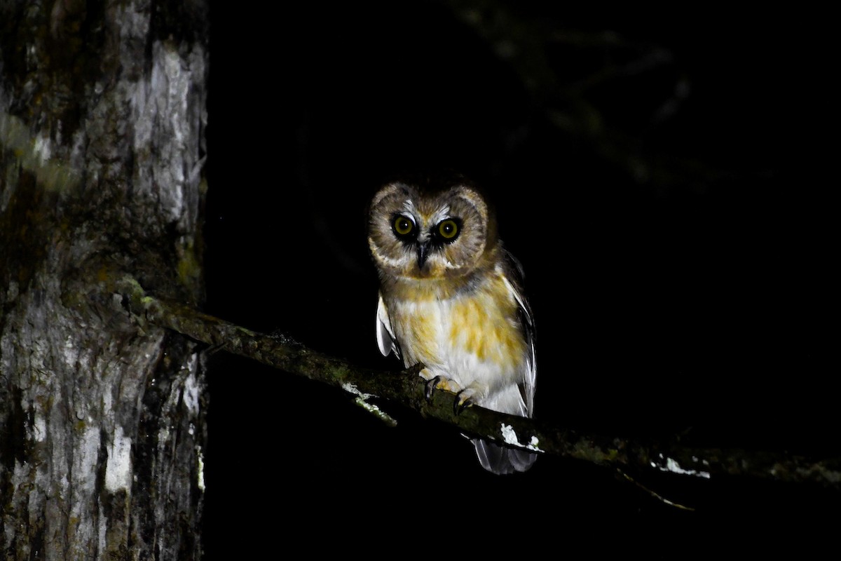 Unspotted Saw-whet Owl - ML646818561