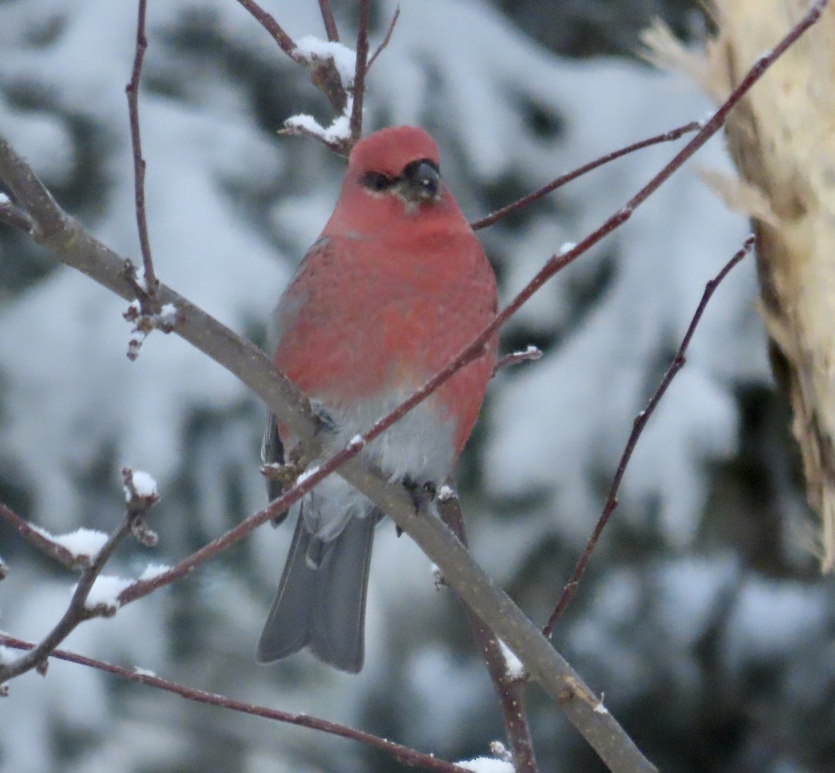 Camachuelo Picogrueso - ML646818563