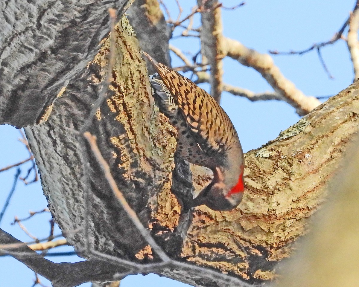 Northern Flicker - ML646818567