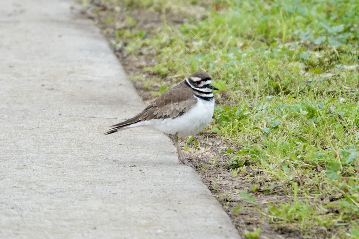 Killdeer - ML646818568